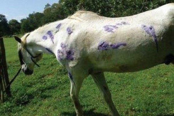 Silva Pegasus Stables