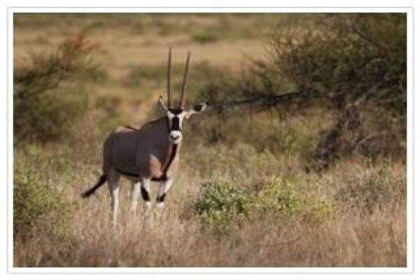 Thandeka Safaris