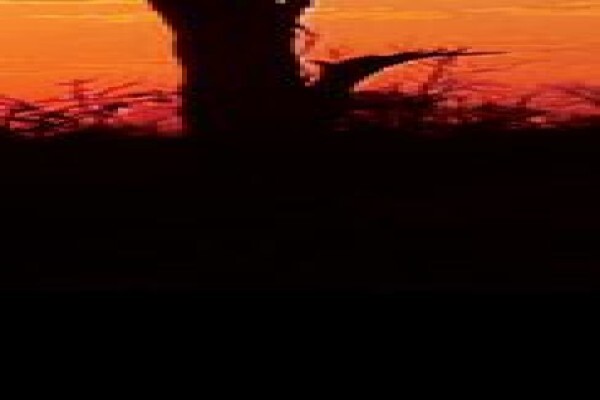 Thandeka Safaris