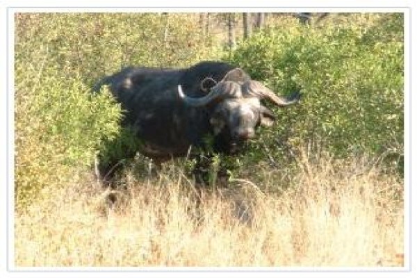 Thandeka Safaris