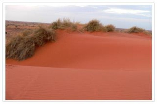 Thandeka Safaris