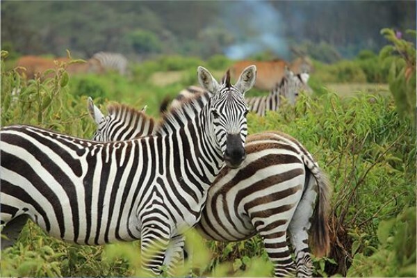 Harvey World Travel (Waterkloof Ridge)