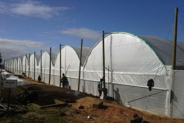 Haygrove South Africa