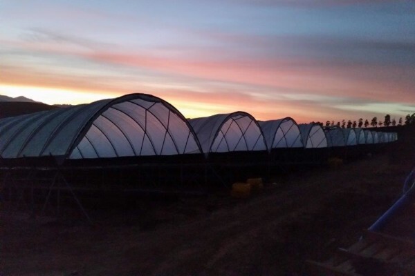 Haygrove