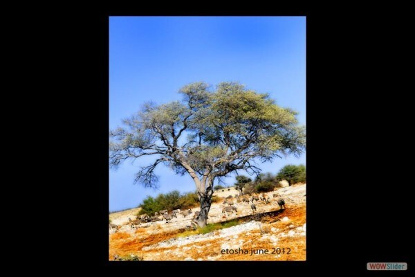 Aa Photo