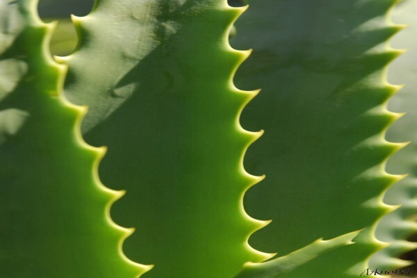 Digital Xposure Photography