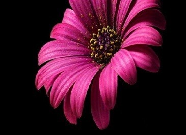 Rina O Photography