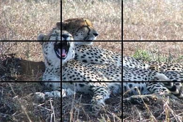 African Safari Pictures