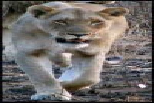 African Safari Pictures