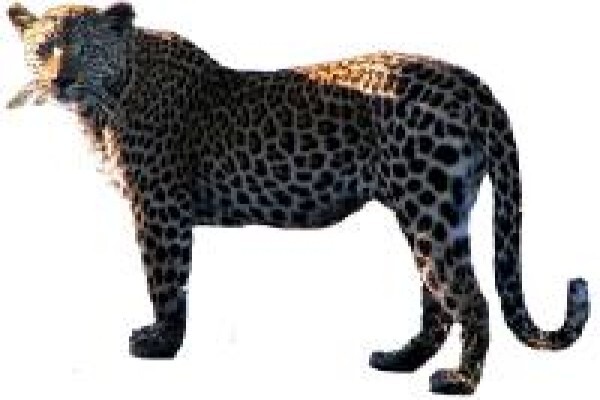 African Safari Pictures