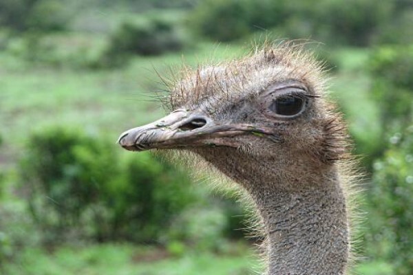 African Safari Pictures