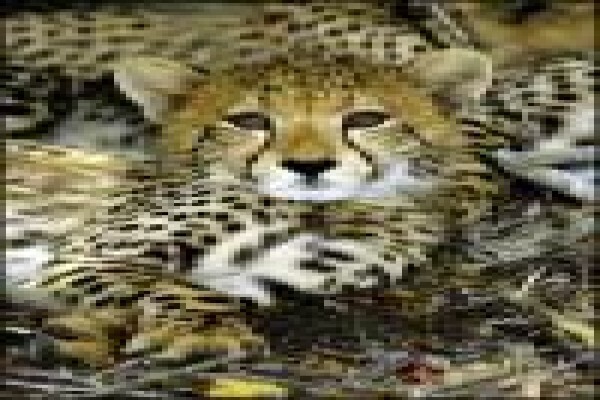 African Safari Pictures