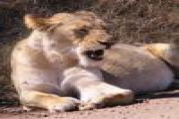 African Safari Pictures