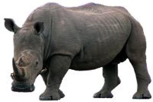 African Safari Pictures