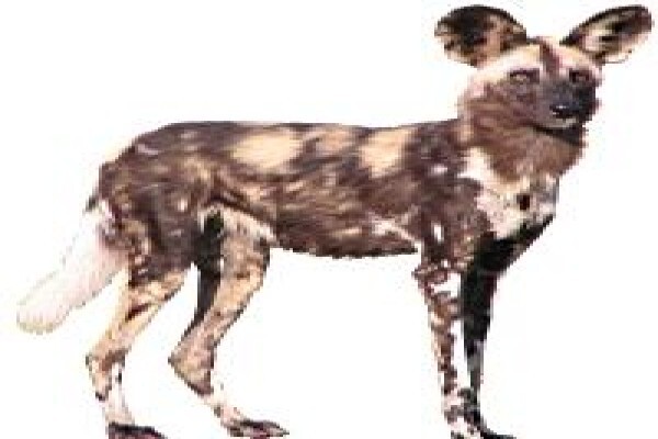 African Safari Pictures