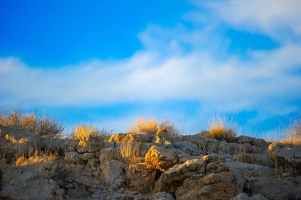 Hannes Lochner Wildlife & Nature Photography