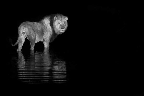 Hannes Lochner Wildlife & Nature Photography