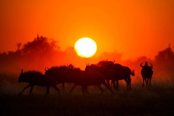 Hannes Lochner Wildlife & Nature Photography