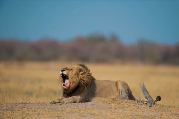 Hannes Lochner Wildlife & Nature Photography