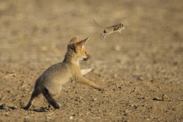 Hannes Lochner Wildlife & Nature Photography