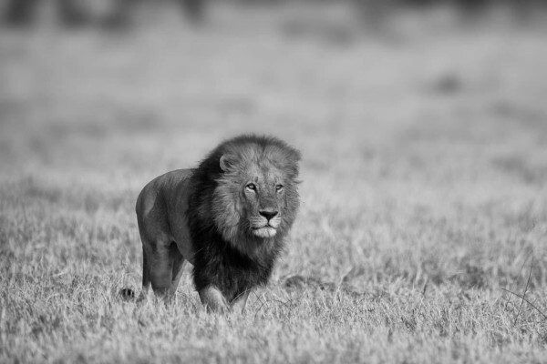 Hannes Lochner Wildlife & Nature Photography