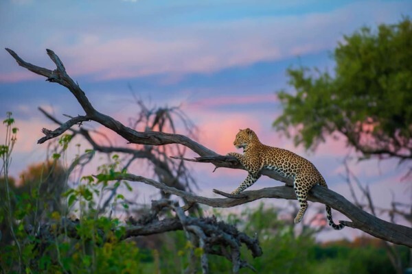 Hannes Lochner Wildlife & Nature Photography