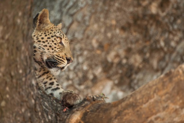 Hannes Lochner Wildlife & Nature Photography
