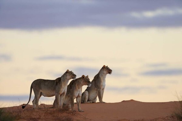 Hannes Lochner Wildlife & Nature Photography