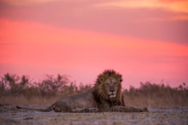Hannes Lochner Wildlife & Nature Photography