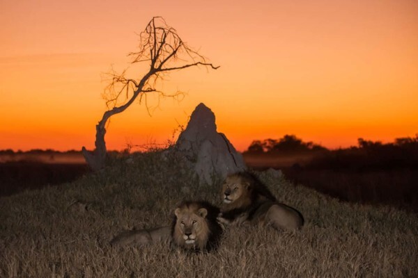 Hannes Lochner Wildlife & Nature Photography