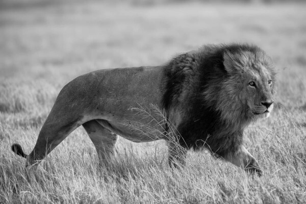 Hannes Lochner Wildlife & Nature Photography