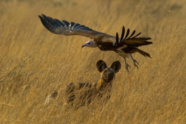 Hannes Lochner Wildlife & Nature Photography