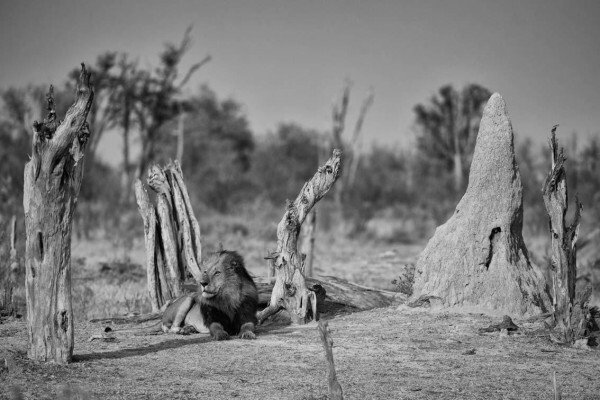 Hannes Lochner Wildlife & Nature Photography