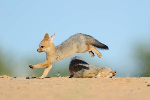 Hannes Lochner Wildlife & Nature Photography