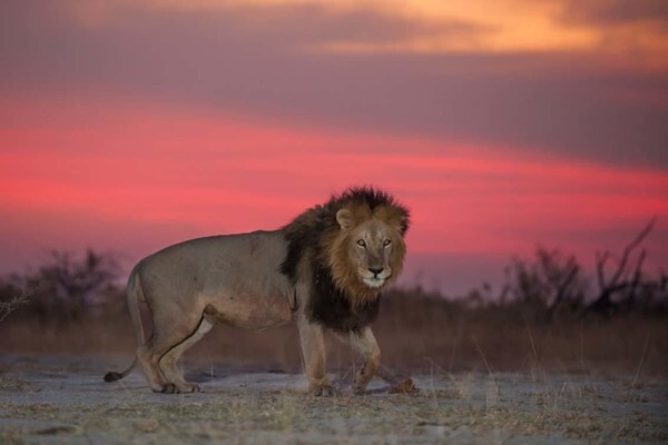 Hannes Lochner Wildlife & Nature Photography