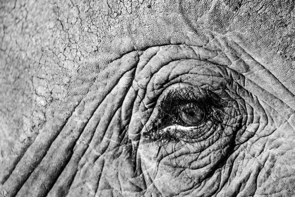 Hannes Lochner Wildlife & Nature Photography