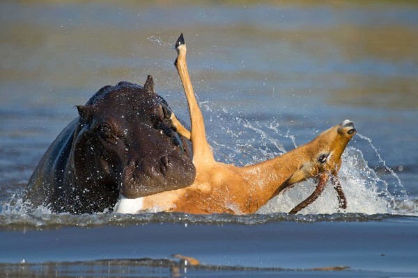 Hannes Lochner Wildlife & Nature Photography