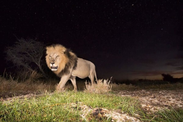 Hannes Lochner Wildlife & Nature Photography