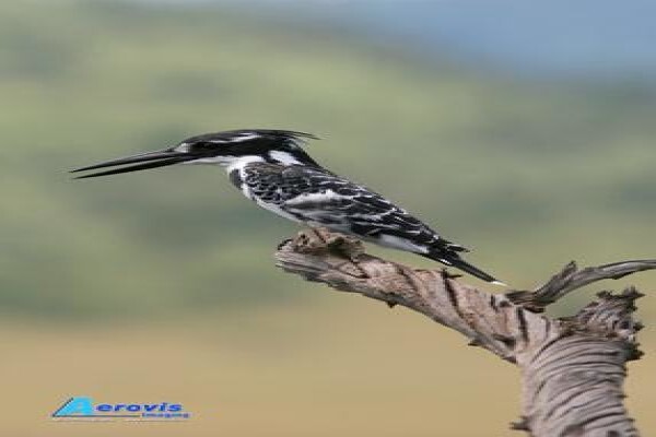 Aerovis Imaging