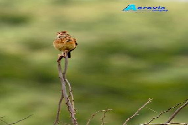 Aerovis Imaging