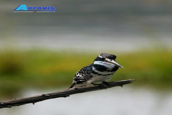 Aerovis Imaging
