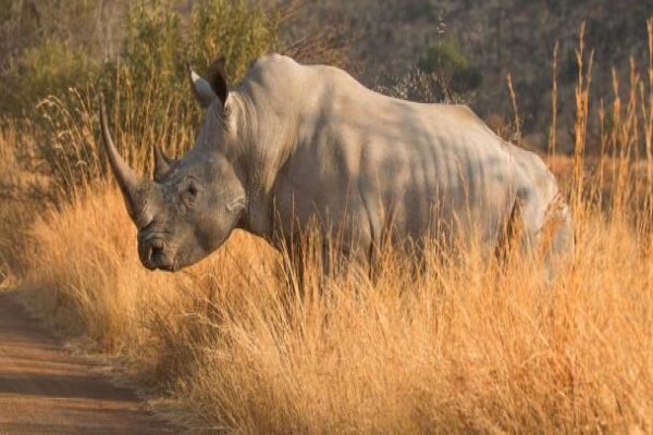 Khaki Weed Photographic Safaris