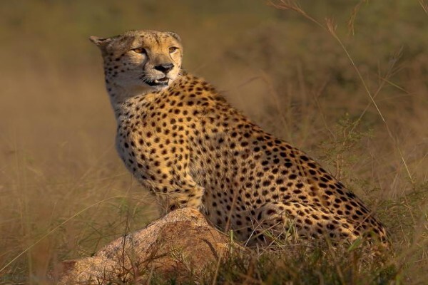 Khaki Weed Photographic Safaris