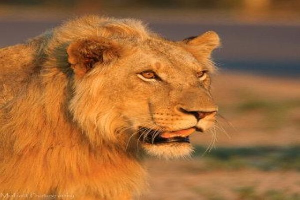 Khaki Weed Photographic Safaris