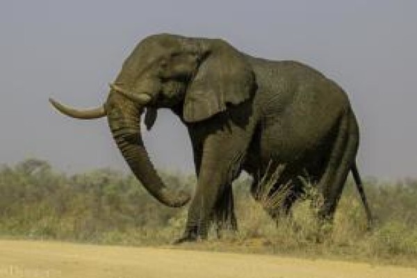 Khaki Weed Photographic Safaris