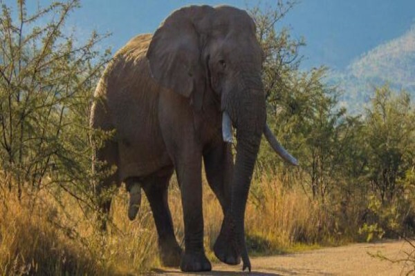 Khaki Weed Photographic Safaris