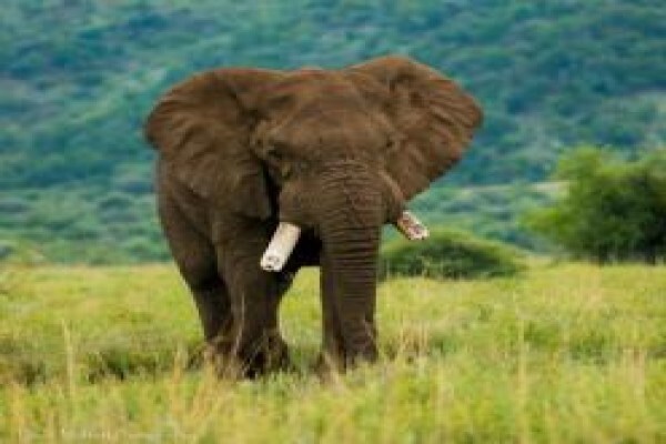 Khaki Weed Photographic Safaris