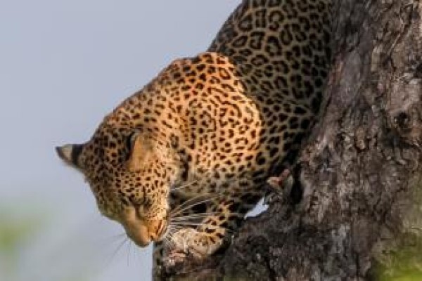 Khaki Weed Photographic Safaris