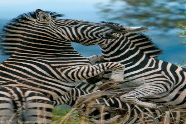 Khaki Weed Photographic Safaris
