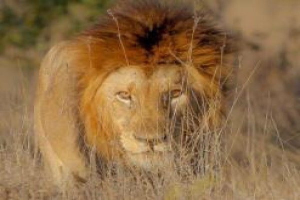 Khaki Weed Photographic Safaris